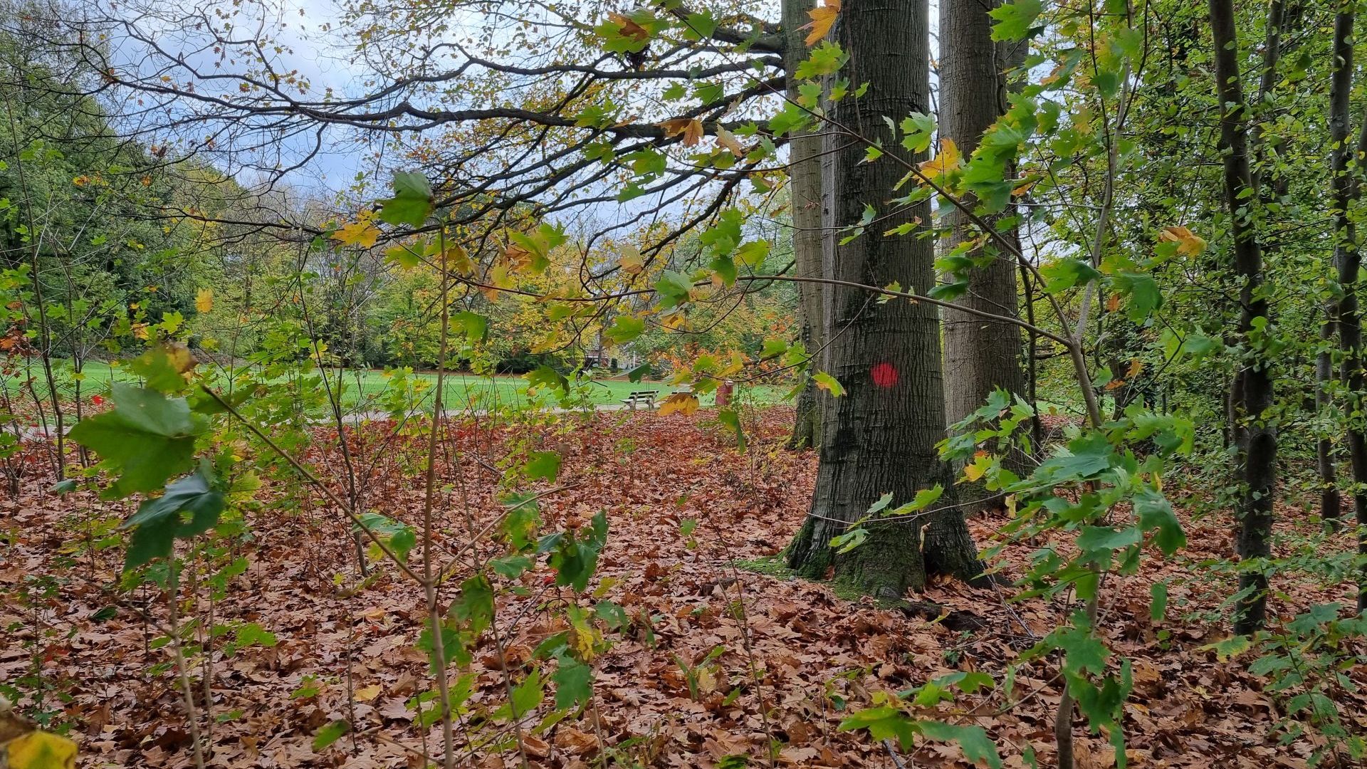 Kap Van Tweehonderd Bomen In Park Brakkenstein Moet Allure Terugbrengen ...