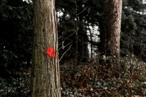 Rode stippen geven aan welke bomen om gaan. Foto; Johannes Fiebig