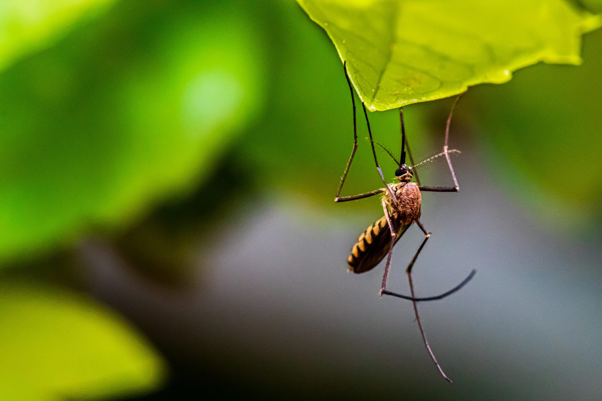 Why Do Some People Attract Mosquitoes More Than Others? Investigating the Science at Lowlands Festival